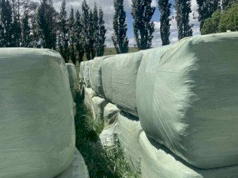 85 x Soybean Square Silage Bales