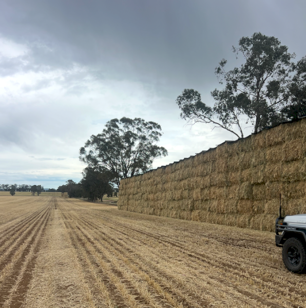 200mt Wheaten Hay 650kg 8x4x3 HD Bales