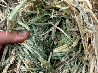 200mt Wheaten Hay 650kg 8x4x3 HD Bales