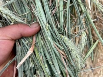 200mt Wheaten Hay 650kg 8x4x3 HD Bales