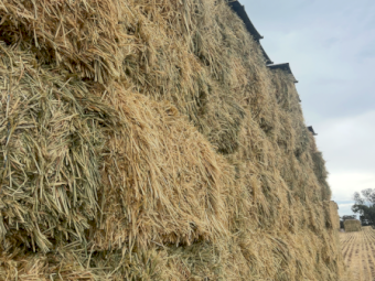 200mt Wheaten Hay 650kg 8x4x3 HD Bales