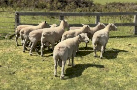 Southdown and Charollais X Rams