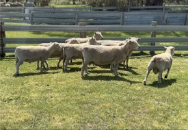 Southdown and Charollais X Rams