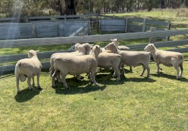 Southdown and Charollais X Rams