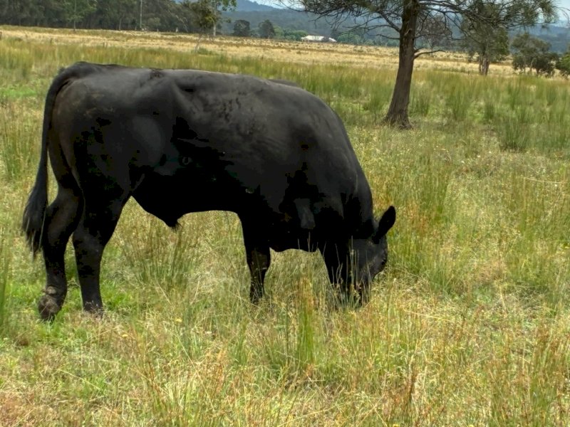 2023 Black Angus Bull