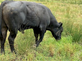 2023 Black Angus Bull