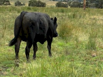2023 Black Angus Bull