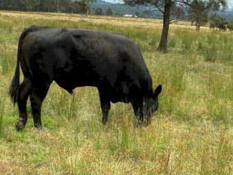 2023 Black Angus Bull