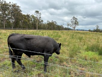 2023 Black Angus Bull