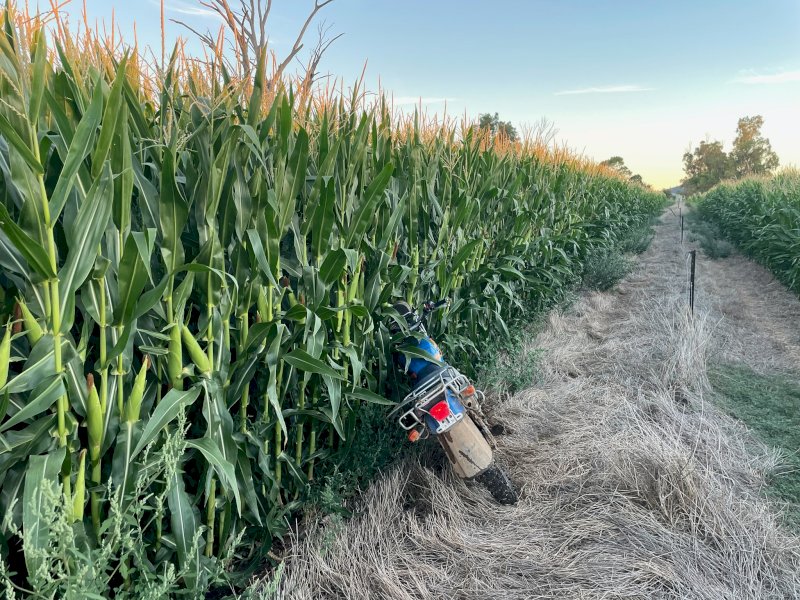 25/26 Pit Maize Silage