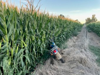 25/26 Pit Maize Silage