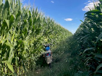 25/26 Pit Maize Silage