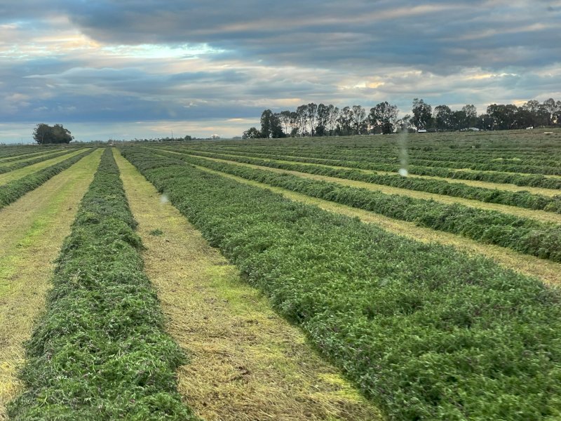 Expression of interest in Vetch and Cereal silage 26/27 Season