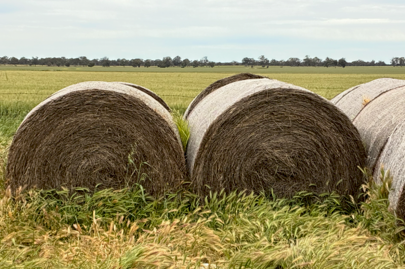 46 x Rye Grass Hay 5x4 Rolls