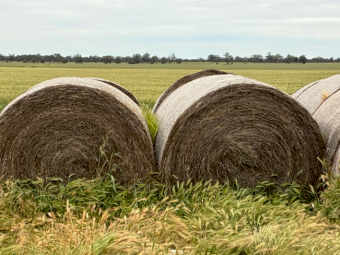 46 x Rye Grass Hay 5x4 Rolls