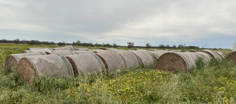 60 x Clover Hay 5x4 Round Bales