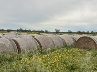 60 x Clover Hay 5x4 Round Bales