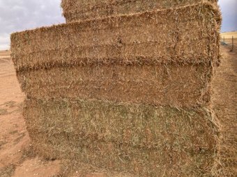 200MT Vetch Hay 8X4X3 Large Square Bales