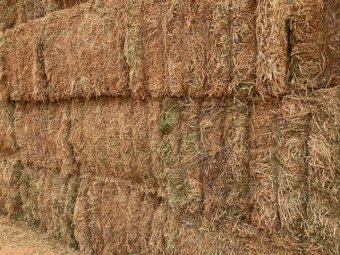 200MT Vetch Hay 8X4X3 Large Square Bales