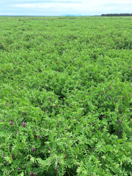 EOI Standing Vetch Crop
