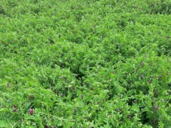 EOI Standing Vetch Crop