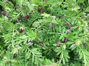 EOI Standing Vetch Crop