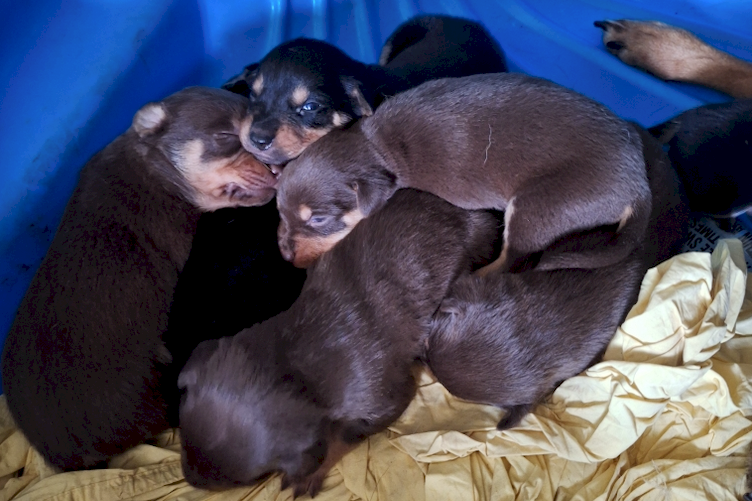 EOI Kelpie Pups x 8