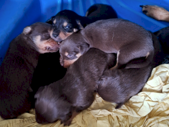 EOI Kelpie Pups