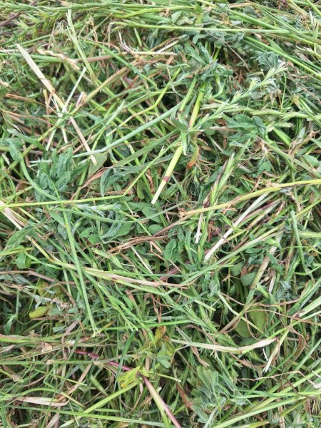 88 x Lucerne and Rye Silage Rolls