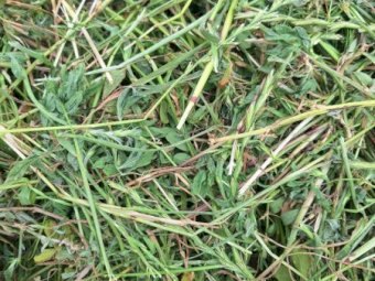 88 x Lucerne and Rye Silage Rolls