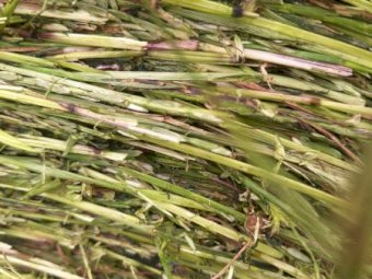 88 x Lucerne and Rye Silage Rolls