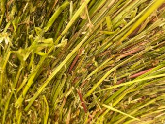 88 x Lucerne and Rye Silage Rolls