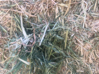 650mt Oaten Hay 680kg 8x4x3 Bales