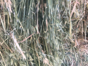 650mt Oaten Hay 680kg 8x4x3 Bales