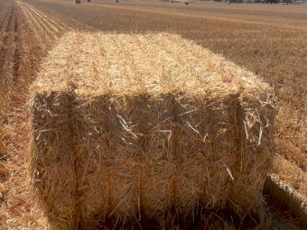 100mt Barley Straw 480-500kg 8x4x3 Bales