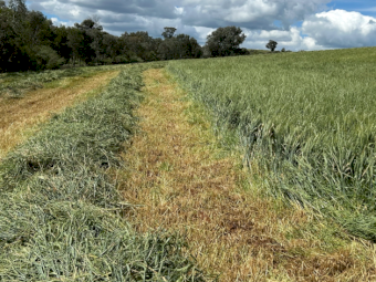 150mt Wheaten Hay 500kg 8x4x3 Bales