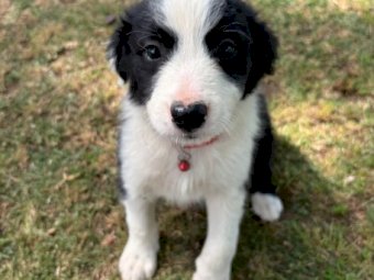 Border Collie Pups