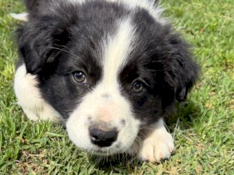 Border Collie Pups