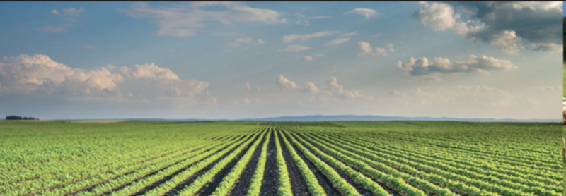 Bio - Bone - 500kg Bags