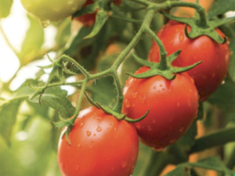 Bio - Bone - 500kg Bags