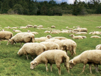 Bio - Bone - 500kg Bags