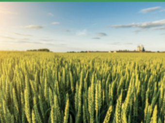 Bio - Bone - 500kg Bags