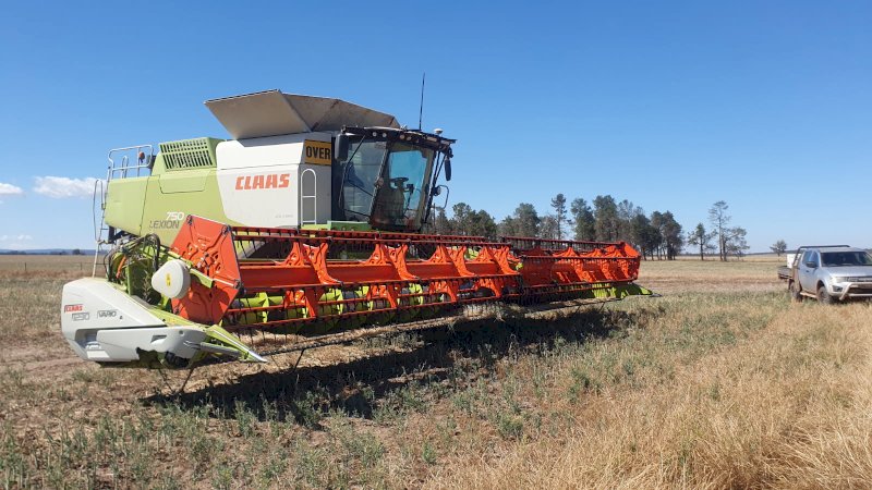Direct Heading Canola Contractor