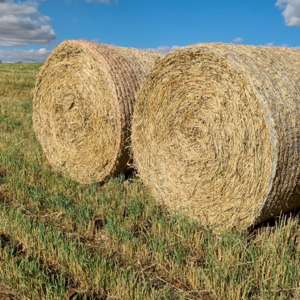 300 x Barley Hay Round Bales