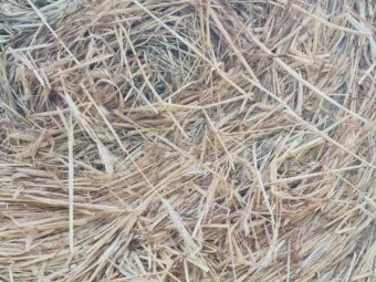 300 x Barley Hay Round Bales
