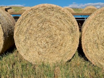 300 x Barley Hay Round Bales