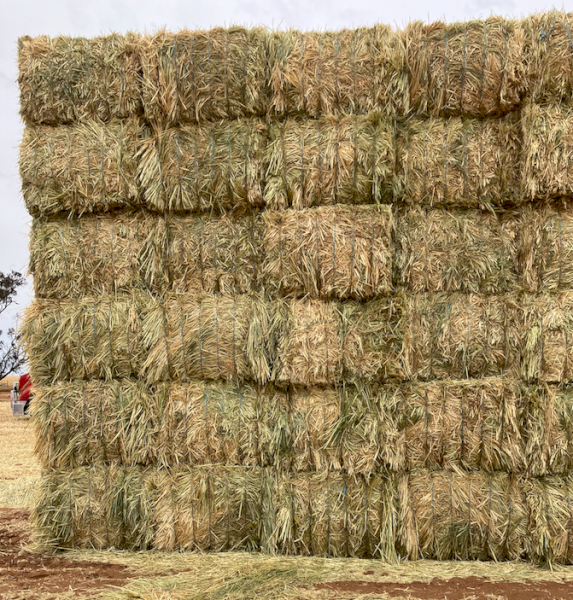300mt Oaten Hay 620kg 8x4x3 Bales