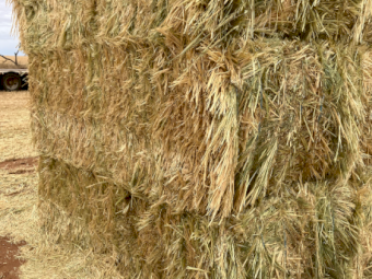 300mt Oaten Hay 620kg 8x4x3 Bales