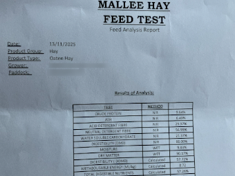 300mt Oaten Hay 620kg 8x4x3 Bales
