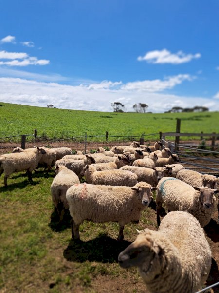 25 X South Suffolk Ewes